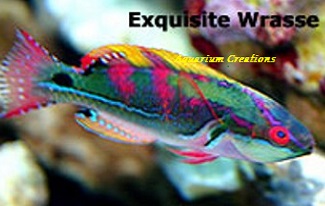  Exquisite Fairy Wrasse, Cirrhilabrus exquisitus