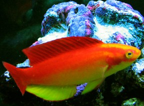 Hawaiian Flame Wrasse, Cirrhilabrus jordani