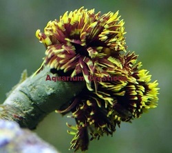 Fountain Head Feather Duster Picture of Fountain Head Feather Duster