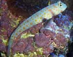 Indirect Feeding
