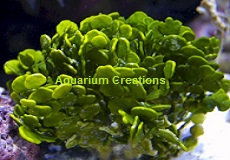 Halimeda, Cactus Algae Plant