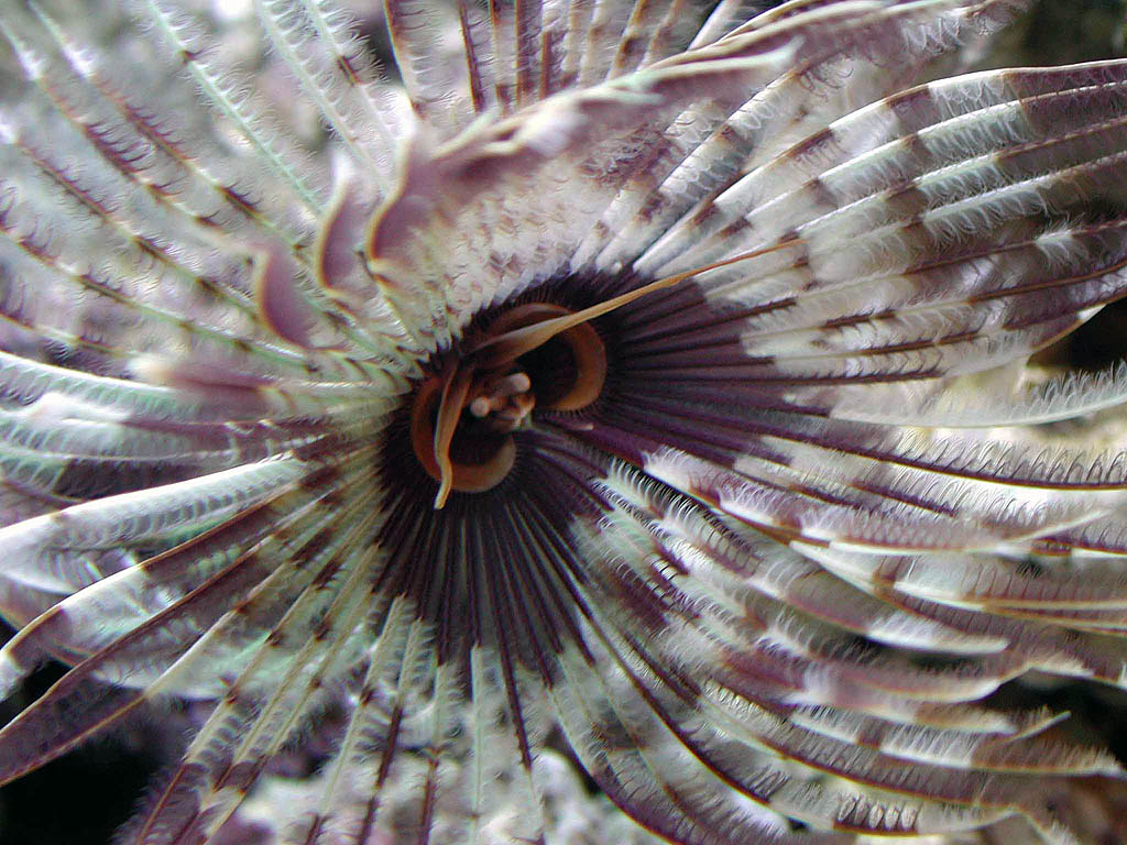 Hawaiian Feather Duster