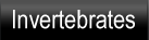 invertebrates