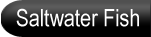 saltwater fish