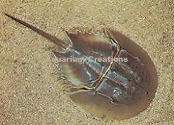 Horseshoe Crab Picture of Horseshoe Crab
