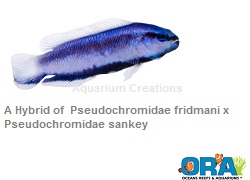 Picture of Indigo Dottyback,Captive Bred