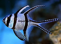 Captive Bred Kaudern's Cardinalfish, Pterapogon Kauderni Picture of Captive Bred Kaudern's Cardinalfish, Pterapogon Kauderni