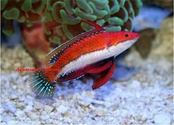 Long Fin Fairy Wrasse, Cirrhilabrus rubeus