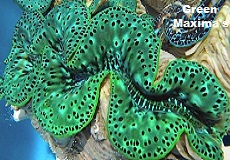Green Maxima Clam Picture of Green Maxima Clam