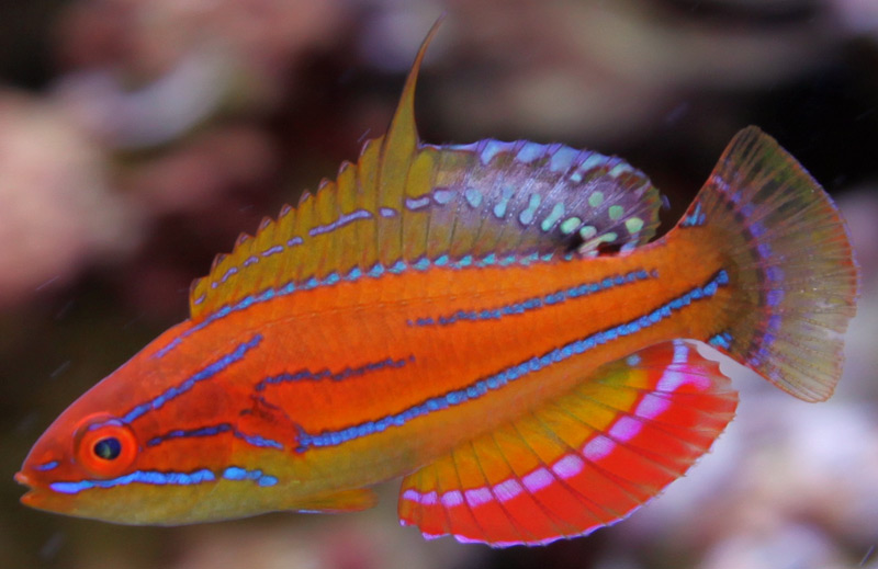 The McCoskeri Flasher Wrasse, Paracheilinus mccoskeri