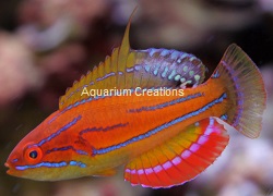 Picture of McCoskeri Flasher Wrasse, Paracheilinus mccoskeri