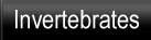 Invertebrates