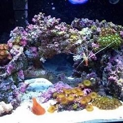 Click for Premium Mix of Nano Live Rock