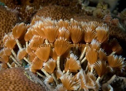 Super Colored Cluster Feather Dusters Picture of Super Colored Cluster Feather Dusters