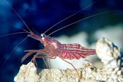 Peppermint Shrimp, Lysmata wurdemanni