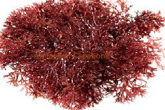 Pom Pom Gracilaria Macroalgae Pom Pom Gracilaria Algae
