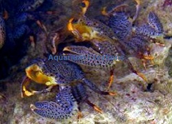 Spotted Porcelain Crabs Spotted Porcelain Crabs