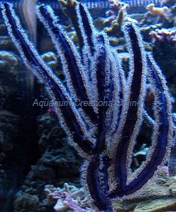 Purple Ribbon Gorgonian Picture of Purple Ribbon Gorgonian