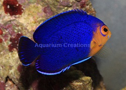 Picture of Dwarf Pygmy Angel