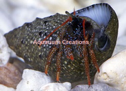 Dwarf Red Leg Reef Hermit Crab Picture of Dwarf Red Leg Reef Hermit Crab