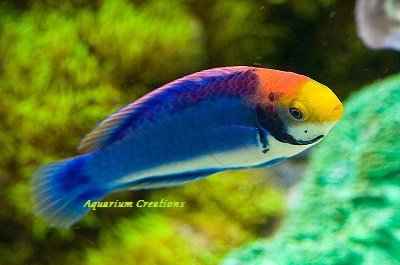 The Red Head Solon Fairy Wrasse, Cirrhilabrus solorensis