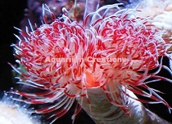 Large Hard Tube Coco Worm Picture of Large Hard Tube Coco Worm