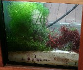 For the natural approach to nitrate reduction and elimination nothing beats refugiums utilizing vegetation filtration.