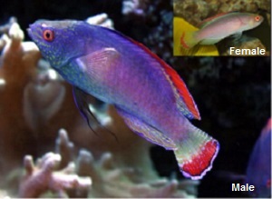Red Margin Fairy Wrasse is also called the Pink Margin Fairy Wrasse
