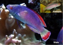 Picture of the Male and Female Red Margin Fairy Wrasse ALIGN=