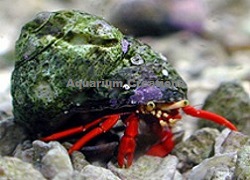 Red Scarlet Reef Hermit Crab Picture of Red Scarlet Reef Hermit Crab