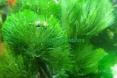 Shaving Hair Brush Plant