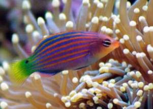 Six Line Wrasse, Pseudocheilinus hexataenia