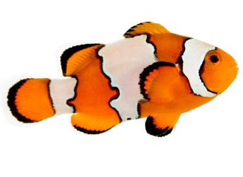 Picture of Snowflake Clownfish