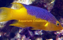 Spanish Hogfish Picture of Spanish Hogfish