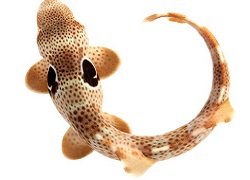 Speckled Carpet Shark, Hemiscyllium trispeculare Picture of Speckled Carpet Shark, Hemiscyllium trispeculare