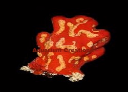 Picture of Multicolor Sponge
