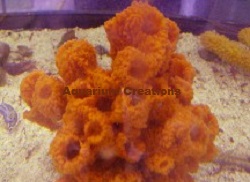 Picture of Red Serrated Decorator Sponge