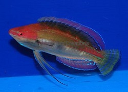 Picture of Temminck's Fairy Wrasse, Cirrhilabrus temminckii