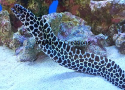 Tessalata Eel Picture of a Tessalata Eel