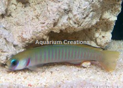 Picture of Zebra Barred Dartfish